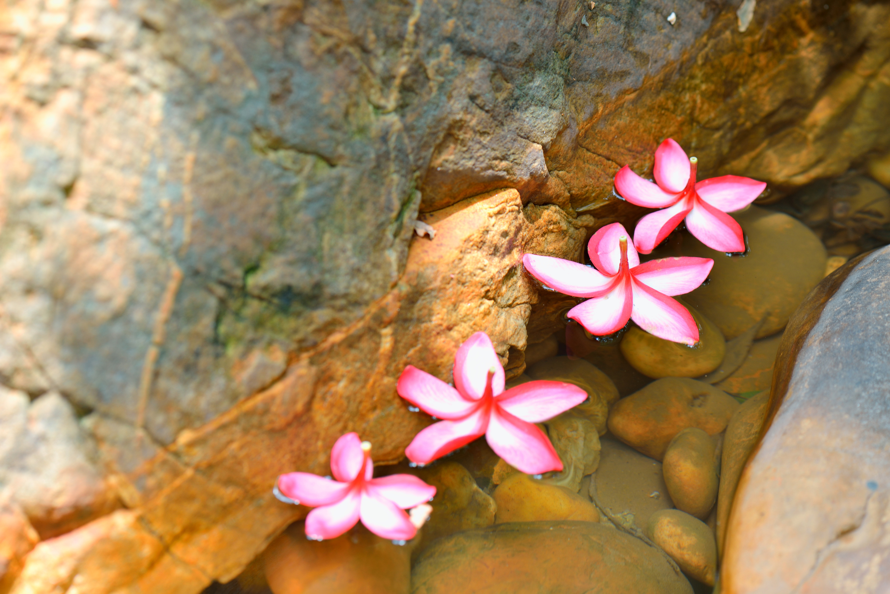 Flower in water