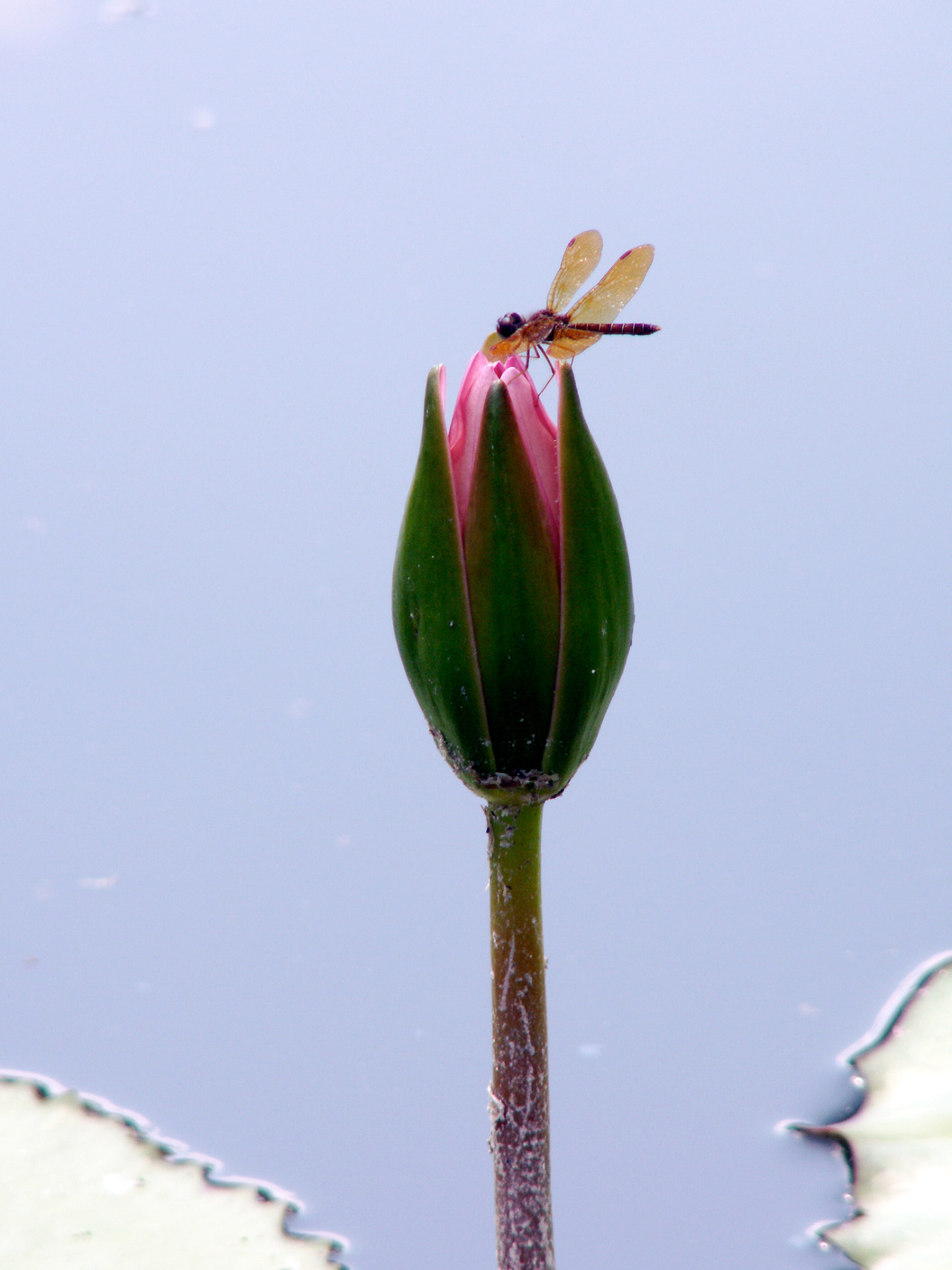 Dragon Fly