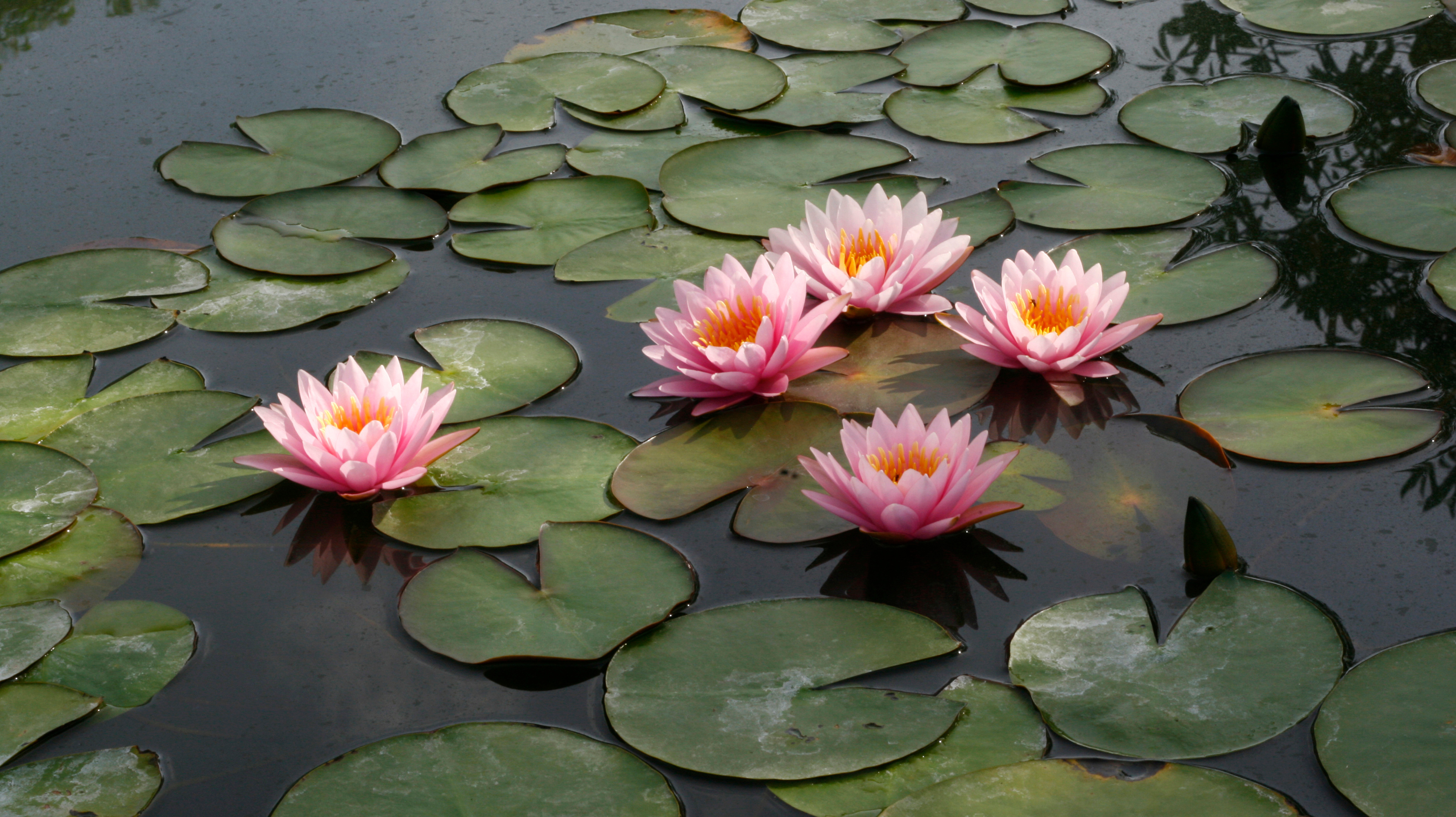 Lotus Flowers in the Pond